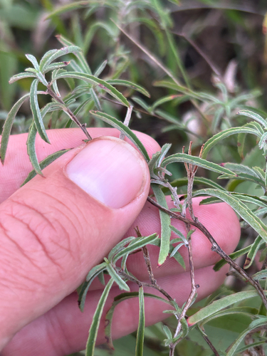 Oenothera serrulata, 2026-09-25