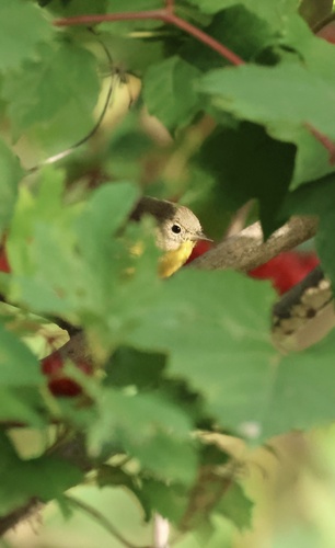 Nashville Warbler