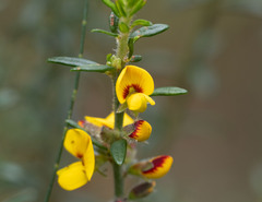 Aotus ericoides