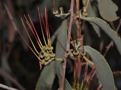 Amyema quandang, photograph (c) Thomas Mesaglio, some rights reserved (CC BY)