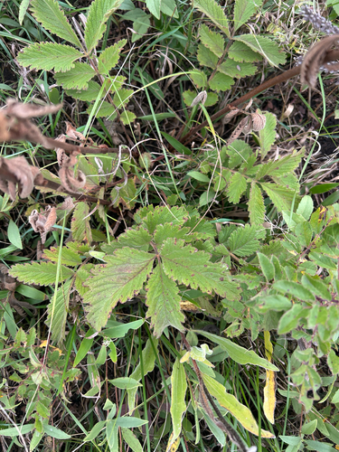 Drymocallis arguta, photograph 2