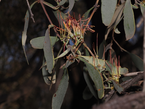 Amyema quandang, photograph 4