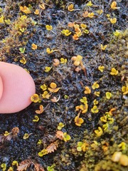 Hydrocotyle hydrophila