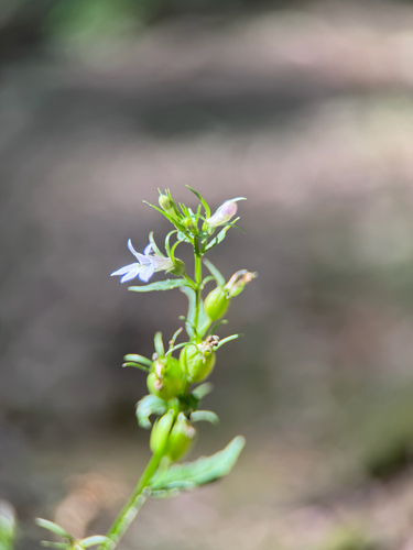 Indian tobacco