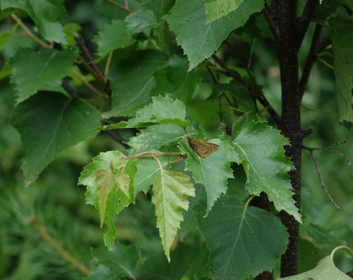 Betula pendula, photograph 5