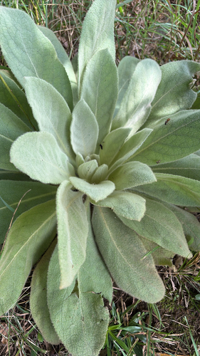 great mullein