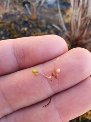 Hydrocotyle hydrophila