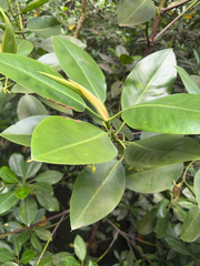 Rhizophora mucronata