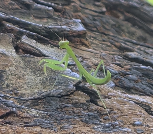 Hierodula werneri
