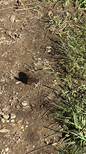 Red-spotted Purple