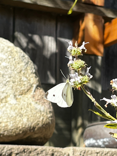 Small White