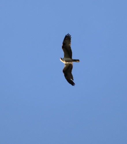 Osprey