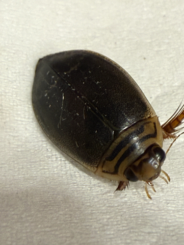 Woods Predaceous Diving Beetle