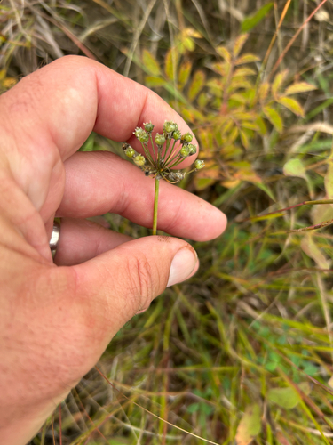 Allium stellatum