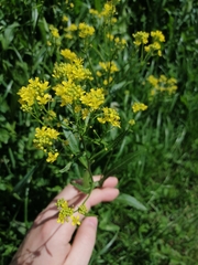 Isatis tinctoria