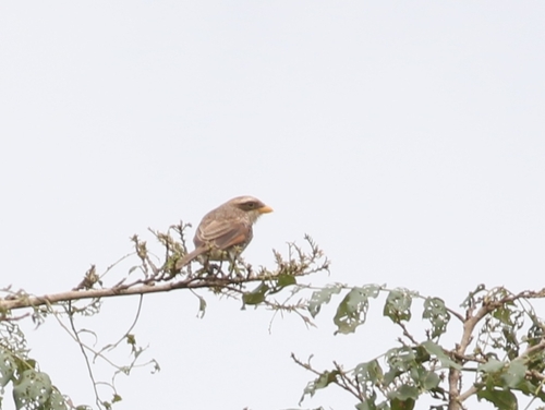 Yellow-billed Shrike