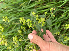 Mirabilis nyctaginea