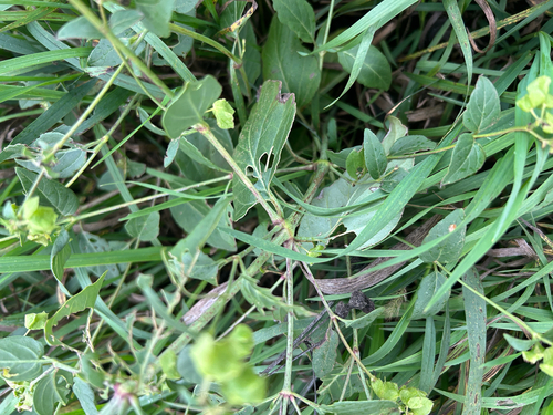 Mirabilis nyctaginea, photograph 1