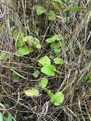 Packera pseudaurea, photograph author not stated, no rights reserved
