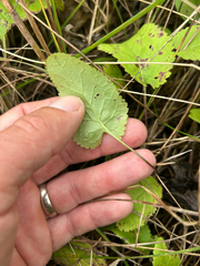 Packera pseudaurea, photograph author not stated, no rights reserved