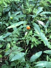 Solanum pseudocapsicum