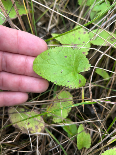 Packera pseudaurea