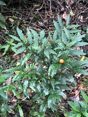 Solanum pseudocapsicum