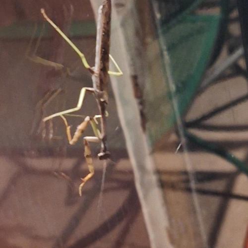 Carolina Mantis