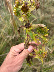 Bidens cernua, photograph author not stated, no rights reserved