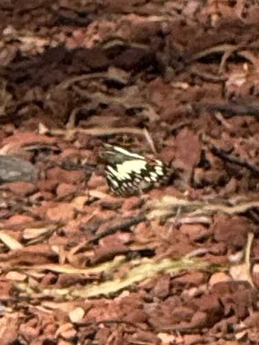 Lime Swallowtail