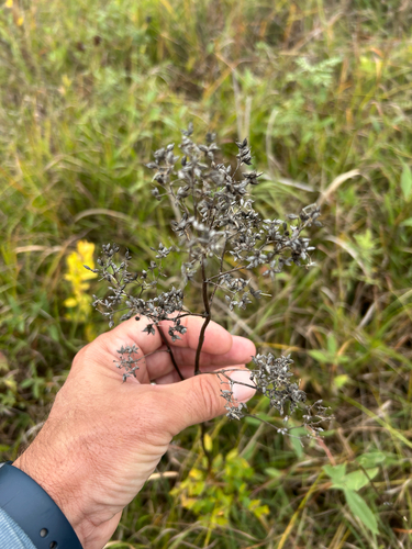 Thalictrum dasycarpum, photograph 1
