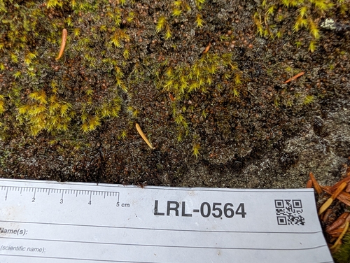 Massalongia carnosa observed 2026-09-25