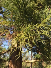 Cryptomeria