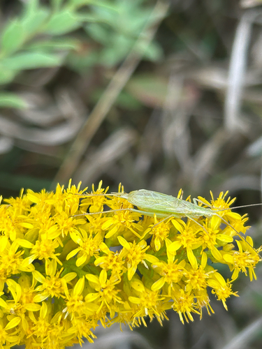 Four-spotted Tree Cricket photo 5