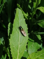 Chloromyia