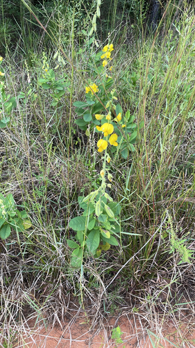 Showy Rattlebox