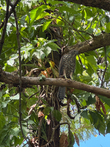 Brown Goshawk