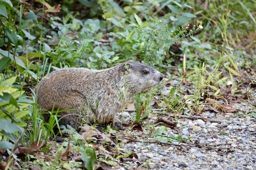 Groundhog