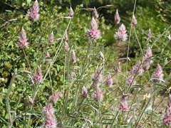 Ebenus pinnata