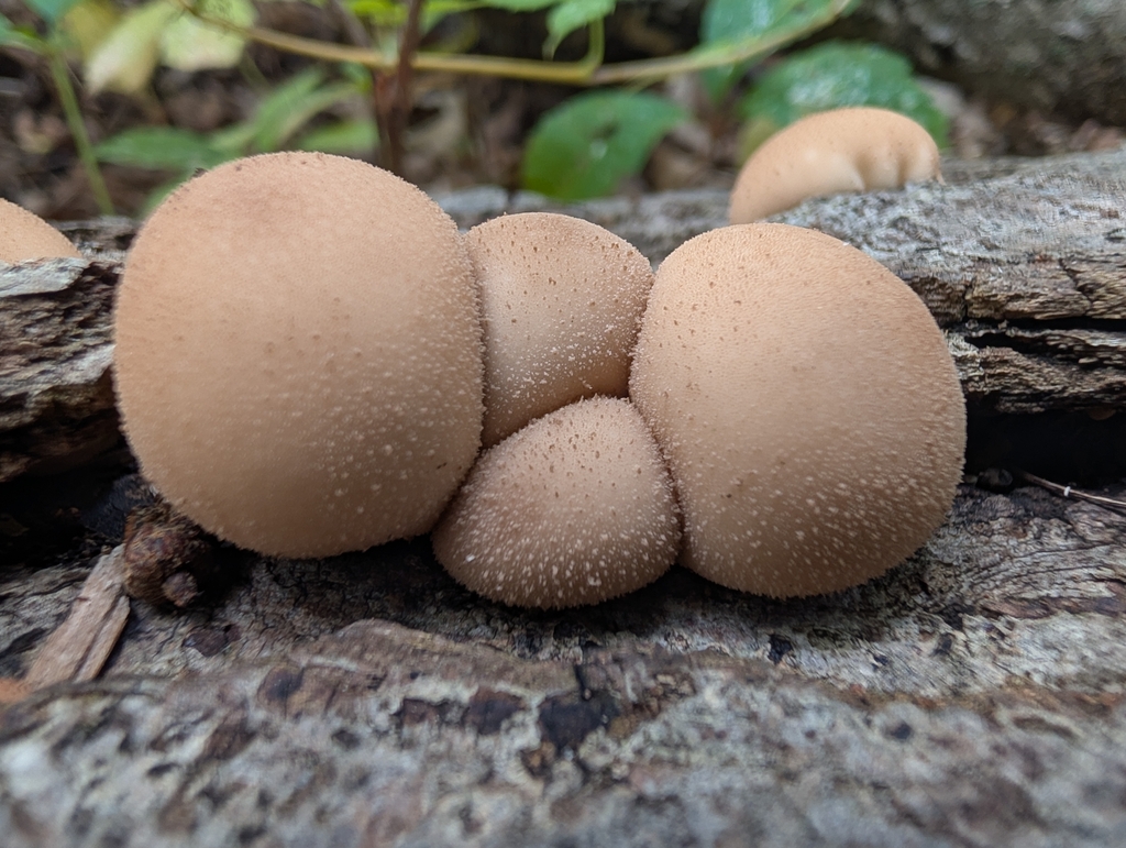 Pear-shaped Puffball · September 2026 · photo: Photo: no rights reserved · iNaturalist