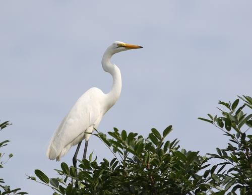 Great Egret