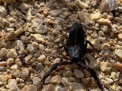 Hottentotta judaicus