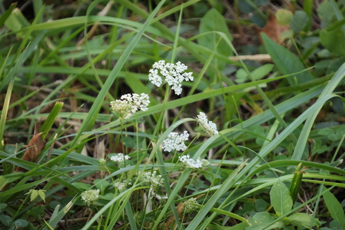 wild carrot