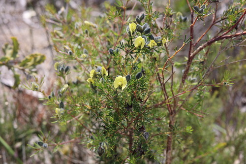 hairy yellow pea