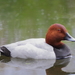 Common Pochard - Photo (c) Александр Гончаров, some rights reserved (CC BY-NC), uploaded by Александр Гончаров
