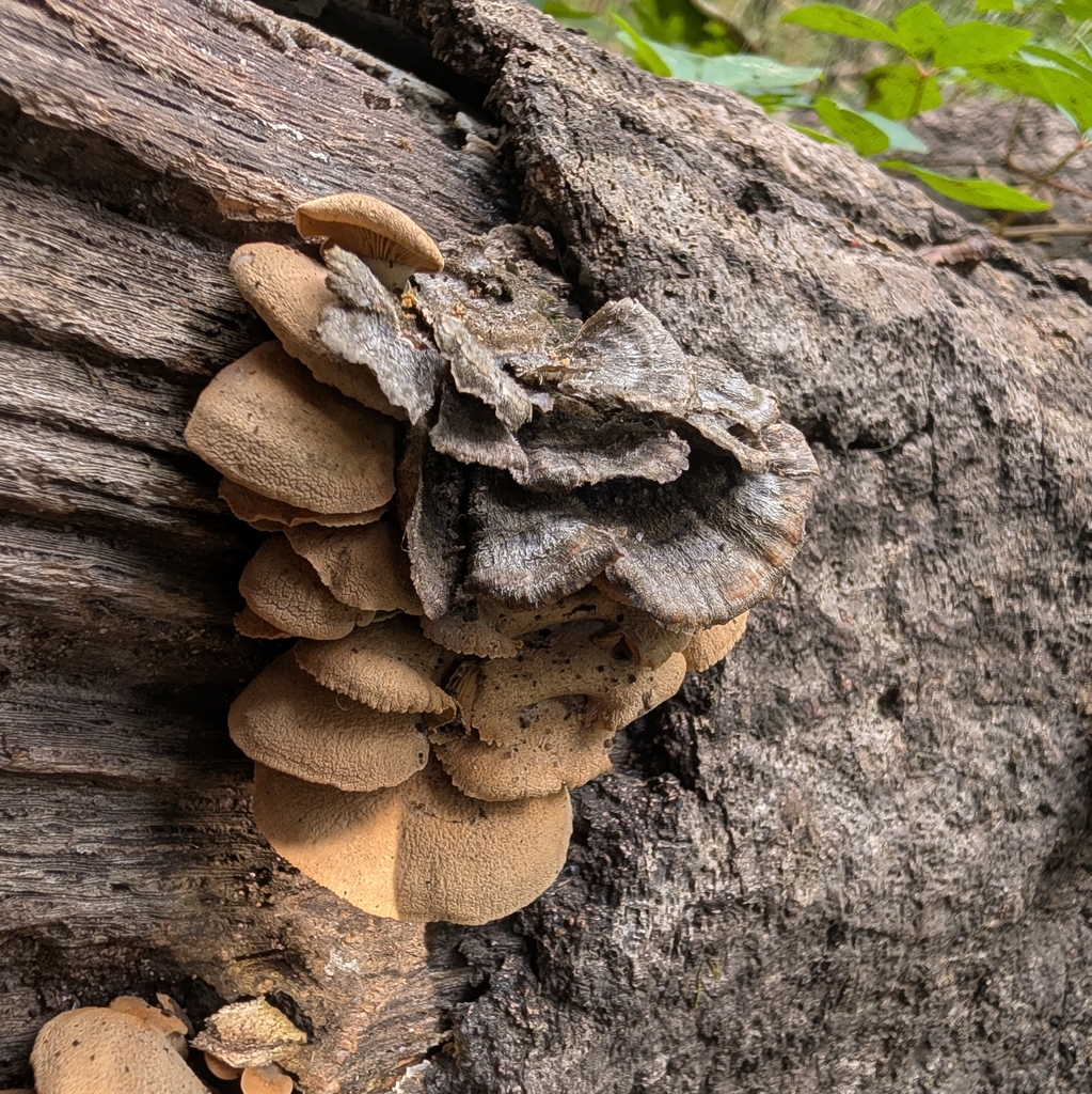 Luminescent Panellus · September 2026 · photo: Photo: no rights reserved · iNaturalist