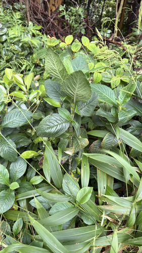 Elephantopus mollis observed 2026-09-25