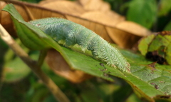 Euryphura