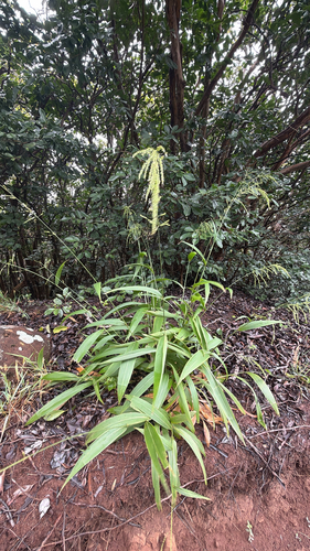 Setaria palmifolia observed 2026-09-25