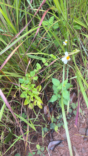 Bidens alba observed 2026-09-25
